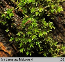 Rosulabryum laevifilum (rozetnik rozmnóżkowy)