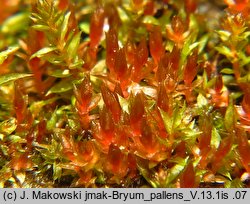 Bryum pallens (prątnik blady)