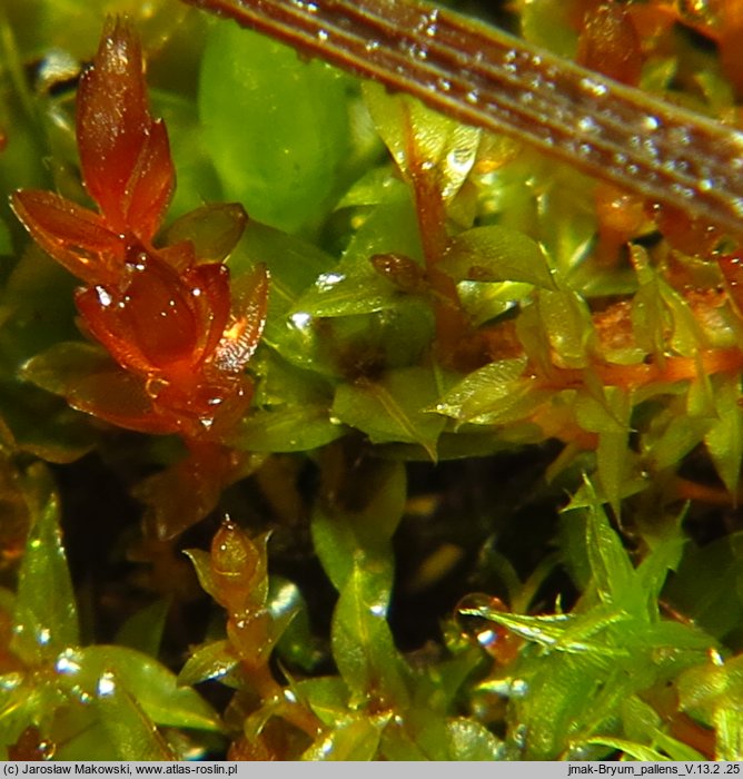 Bryum pallens (prątnik blady)