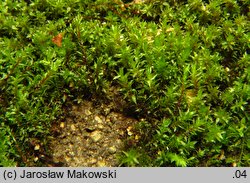 Bryum pseudotriquetrum (prątnik nabrzmiały)