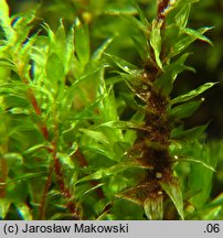 Bryum pseudotriquetrum (prątnik nabrzmiały)