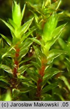 Bryum pseudotriquetrum (prątnik nabrzmiały)