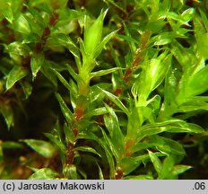 Bryum pseudotriquetrum (prątnik nabrzmiały)