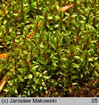 Bryum pseudotriquetrum (prątnik nabrzmiały)