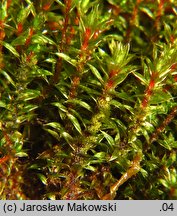 Bryum pseudotriquetrum (prątnik nabrzmiały)