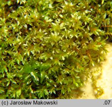 Bryum rubens (prątnik czerwonawy)