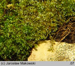 Bryum rubens (prątnik czerwonawy)