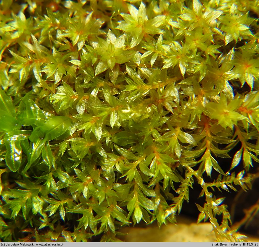 Bryum rubens (prątnik czerwonawy)