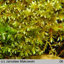 Bryum rubens (prątnik czerwonawy)