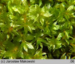 Bryum rubens (prątnik czerwonawy)