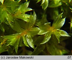 Bryum rubens (prątnik czerwonawy)