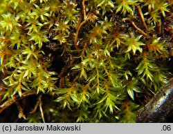 Bryum rubens (prątnik czerwonawy)