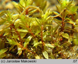 Bryum rubens (prątnik czerwonawy)