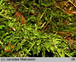 Buckiella undulata (płaszczeniec marszczony)