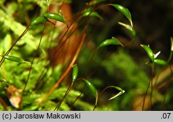 Buckiella undulata (płaszczeniec marszczony)