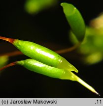 Buckiella undulata (płaszczeniec marszczony)