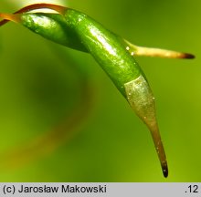 Buckiella undulata (płaszczeniec marszczony)