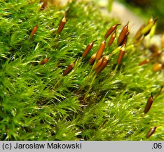 Bucklandiella heterosticha (skalnik jednoboczny)