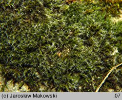 Bucklandiella heterosticha (skalnik jednoboczny)