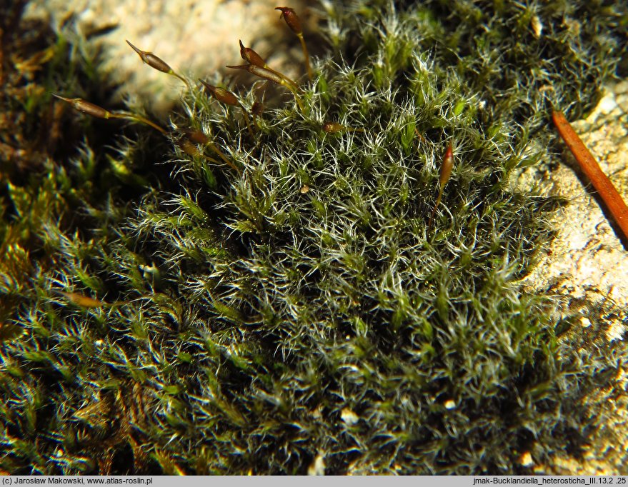 Bucklandiella heterosticha (skalnik jednoboczny)