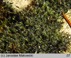 Bucklandiella heterosticha (skalnik jednoboczny)