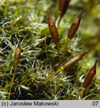 Bucklandiella heterosticha (skalnik jednoboczny)