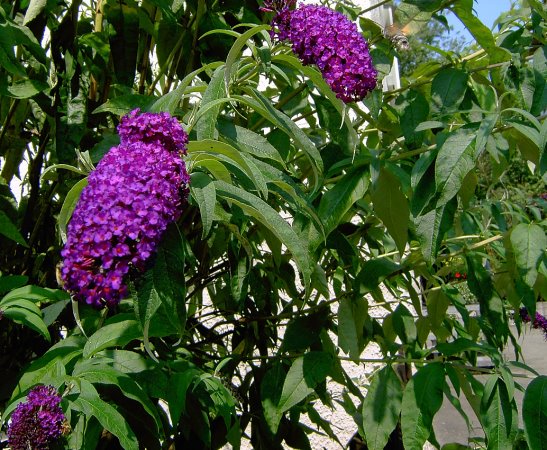 Buddleja daviddi