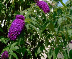 Buddleja daviddi