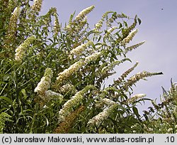 Buddleja davidii