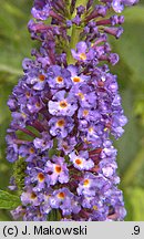 Buddleja davidii