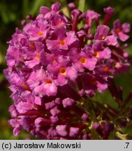 Buddleja davidii (buddleja Davida)