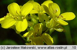Bunias orientalis (rukiewnik wschodni)