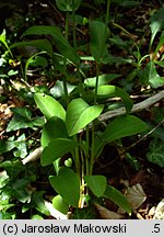 Bupleurum longifolium