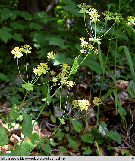 Bupleurum longifolium