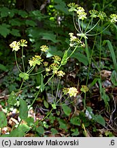 Bupleurum longifolium