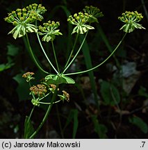 Bupleurum longifolium