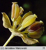 Bupleurum longifolium