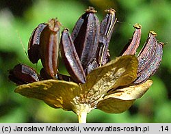 Bupleurum longifolium