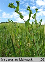 Bupleurum rotundifolium (przewiercień okrągłolistny)