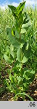 Bupleurum rotundifolium (przewiercień okrągłolistny)