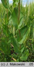 Bupleurum rotundifolium (przewiercień okrągłolistny)