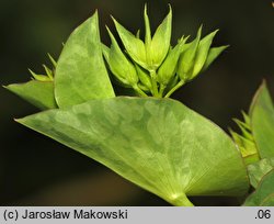 Bupleurum rotundifolium (przewiercień okrągłolistny)