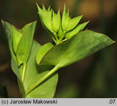 Bupleurum rotundifolium (przewiercień okrągłolistny)