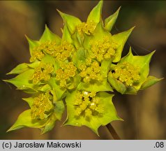 Bupleurum rotundifolium (przewiercień okrągłolistny)