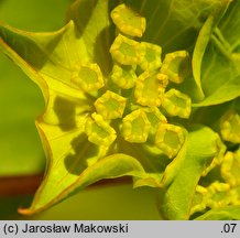 Bupleurum rotundifolium (przewiercień okrągłolistny)