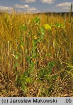 Bupleurum rotundifolium (przewiercień okrągłolistny)