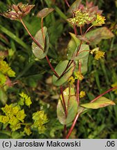 Bupleurum rotundifolium (przewiercień okrągłolistny)