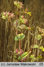 Bupleurum rotundifolium (przewiercień okrągłolistny)