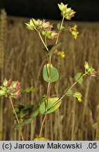 Bupleurum rotundifolium (przewiercień okrągłolistny)