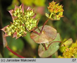 Bupleurum rotundifolium (przewiercień okrągłolistny)